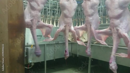 Plucking turkeys in industrial  poultry slaughterhouse. Natural working conditions, Low light situation.