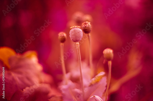 Lovely poppy buds grow in the pink garden © Omega