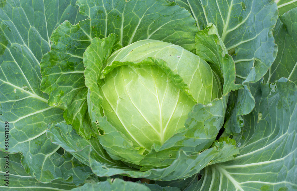 head of cabbage head of cabbage