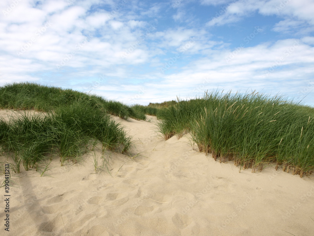 custom made wallpaper toronto digitalOLYMPUS DIGITAL CAMERA