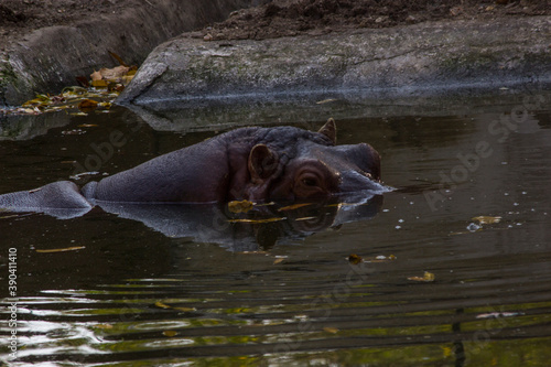 A hippopotamus (Hippopotamus amphibious) lying in water pond in zoo park in India with its head above water looking outside the water