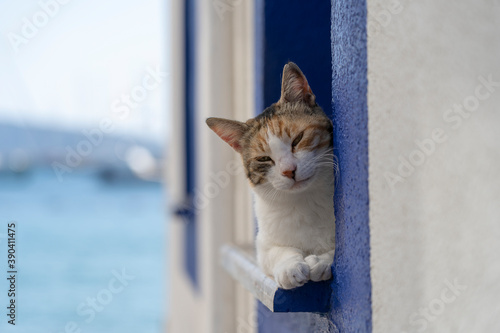 Cat sits on a windowsill on the street near sea, Bodrum, Turkey, close up