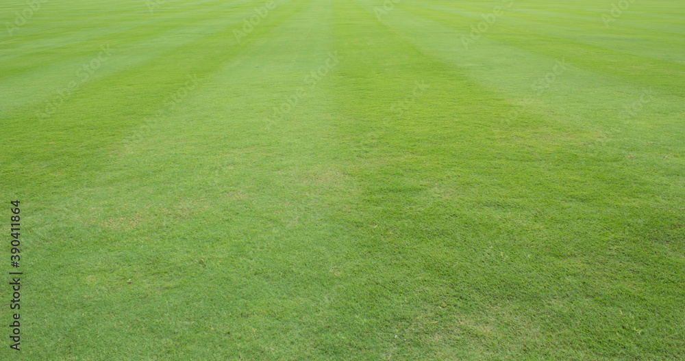 green grass on the field