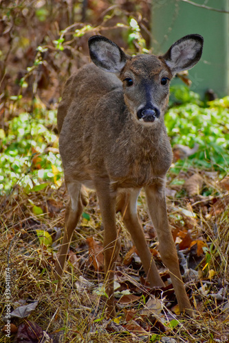 Portrait of a White-tail fawn