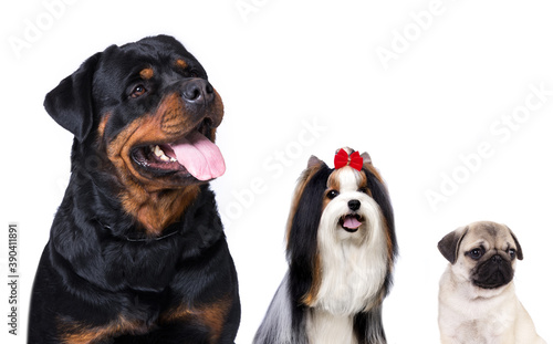 Rottweiler and pug, beaver terrier, group of animals, banner, dog group