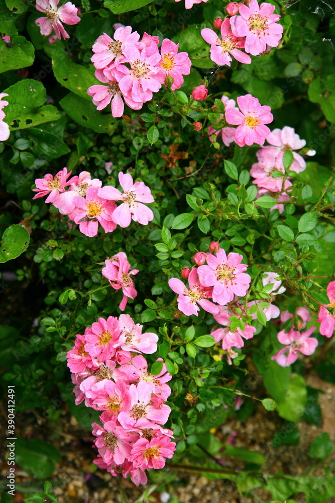 un églantier en fleurs un églantier en fleurs