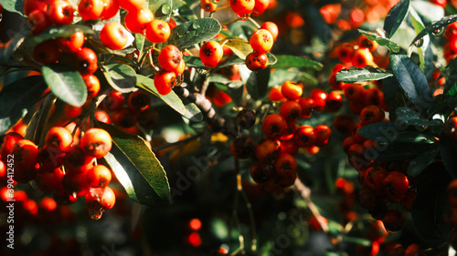 Obraz na plátně Detail of leaves and fruits of butcher's broom