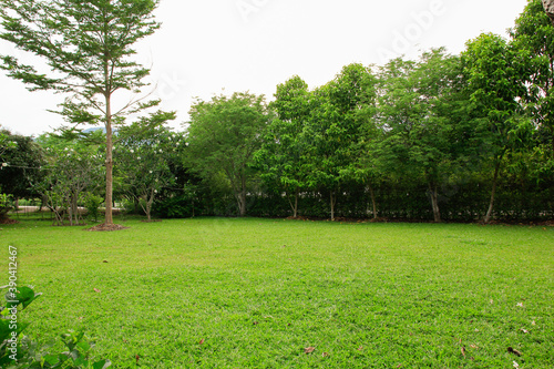 grass field and trees park