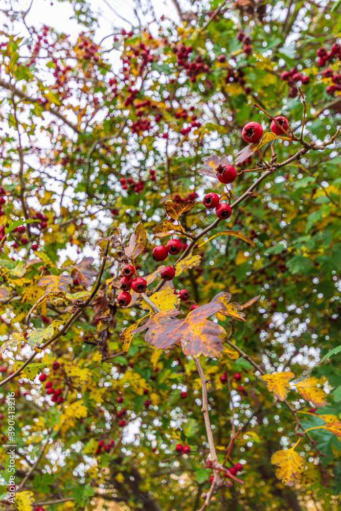 Red fruit on tree Red fruit on tree