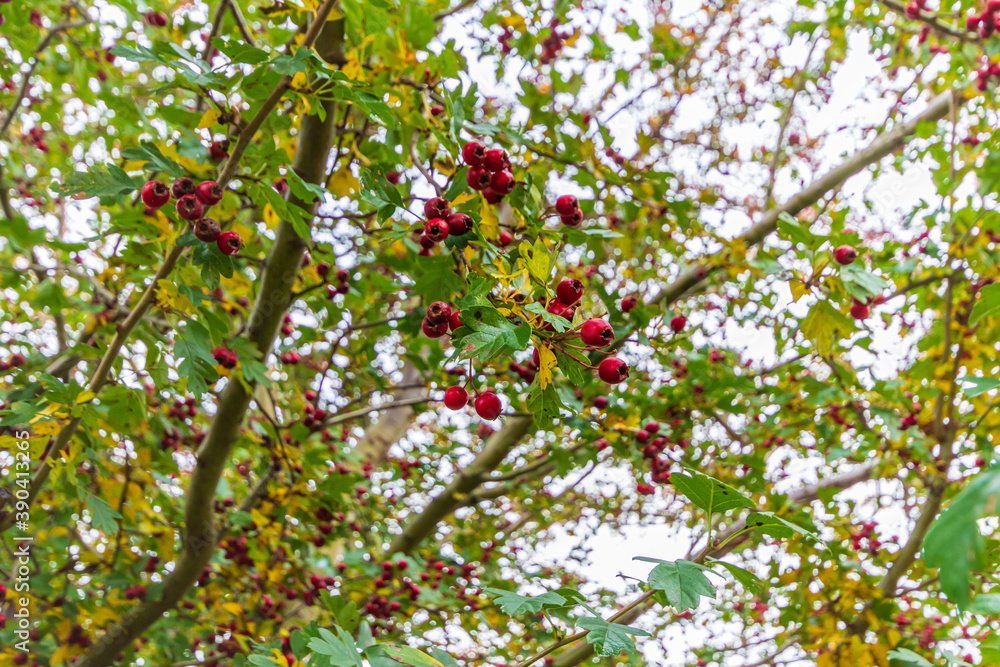 Red fruit on tree Red fruit on tree
