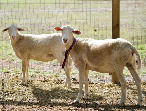 Pair of Sheep