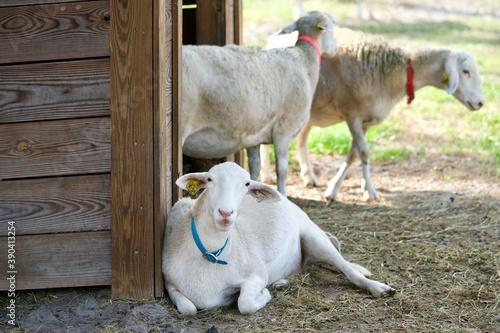 Sheep Relaxing