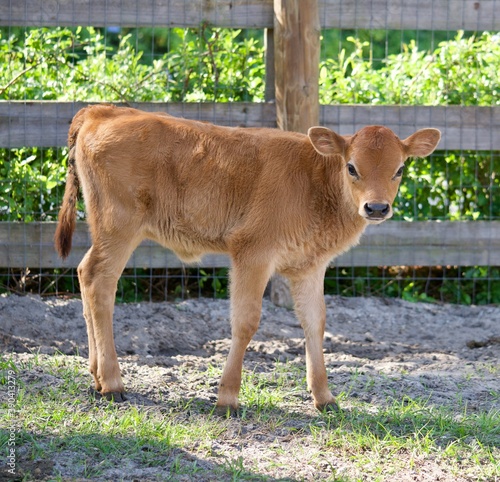 Baby Calf