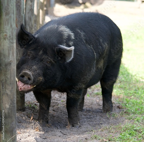 Toothy Berkshire Pig © J-P. Pesare