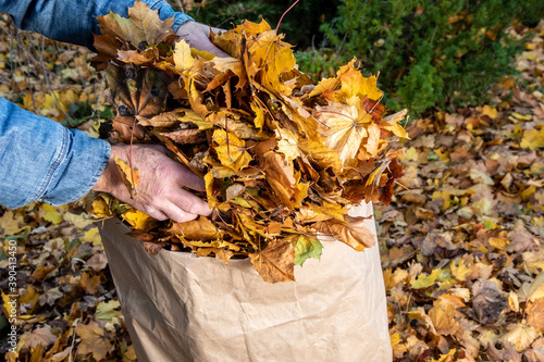 a worker\'s hands placing leaves in a yard waste bag
