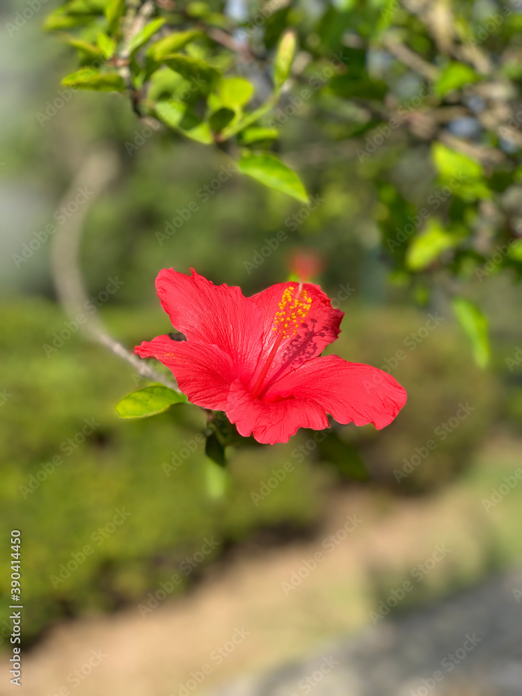 Fototapeta premium red flower in the garden