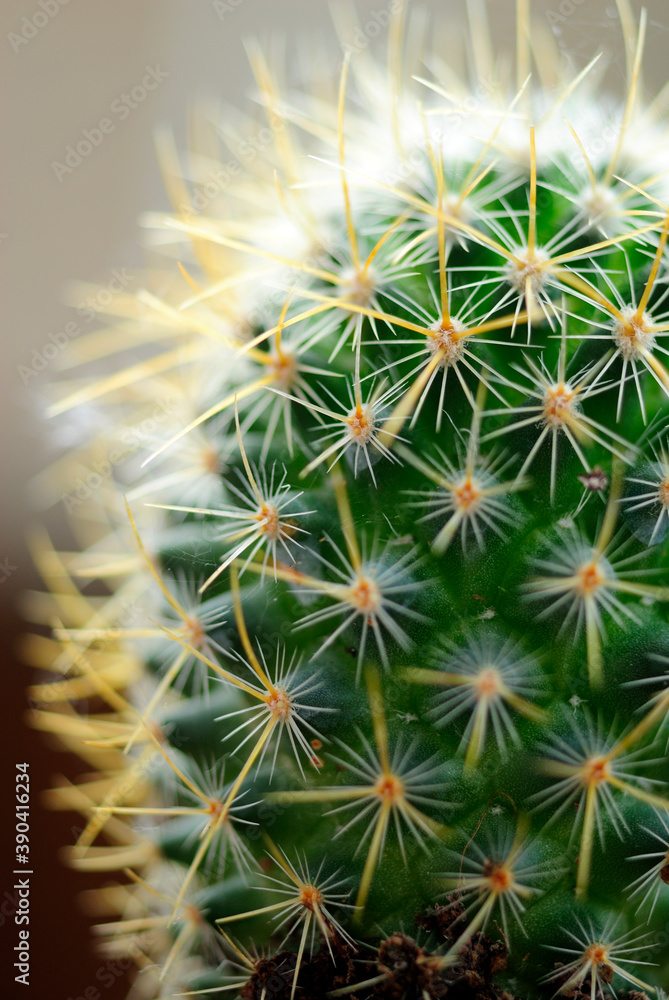 Small Cactus House Plant Small Cactus House Plant