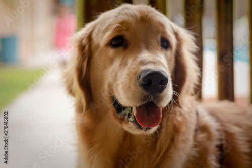 Golden Retriever playing in the grass