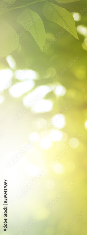 Green light leaves blurred and blur natural abstract. Effect sunlight soft bright shiny style bokeh circle yellow and orange blurry morning . For wallpaper backdrop and background.
Green light leaves blurred and blur natural abstract. Effect sunlight soft bright shiny style bokeh circle yellow and orange blurry morning . For wallpaper backdrop and background.