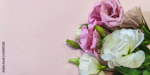 Pink and white roses flower...