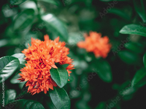 Red spike flowers and green leaves in a dark style. photo