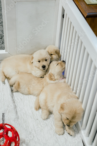 Fototapeta Naklejka Na Ścianę i Meble -  Golden Retriever Puppy