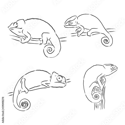 Sketch of chameleon. Hand drawn vector illustration. chameleon animal vector sketch illustration