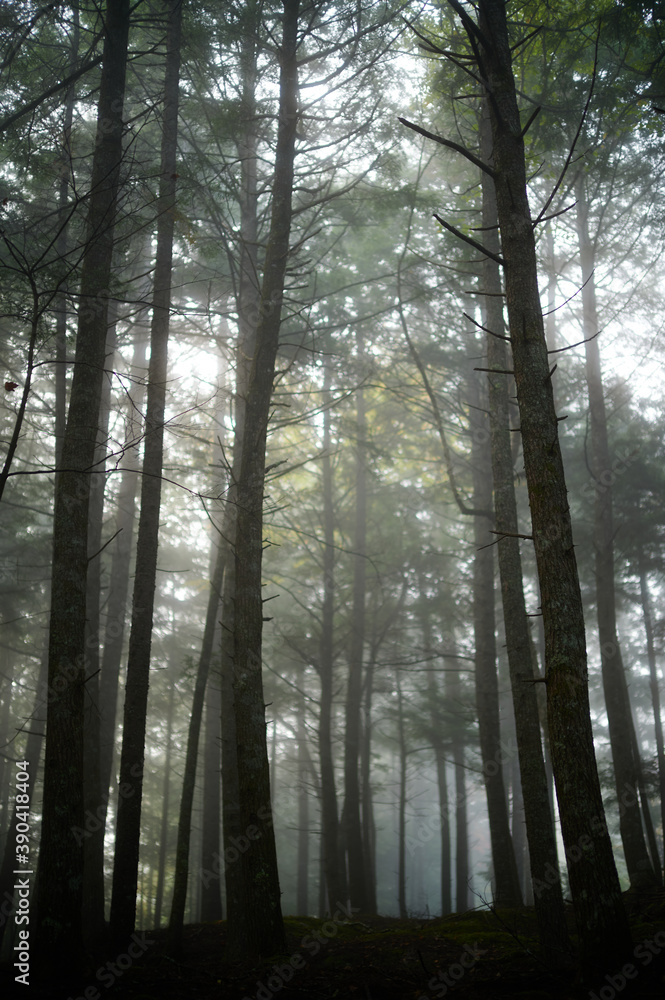 Obraz premium Forrest and fog