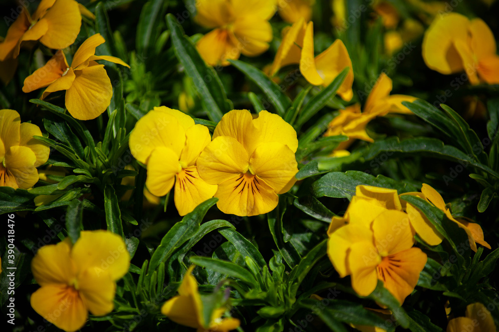 Beautiful flowers Beautiful flowers