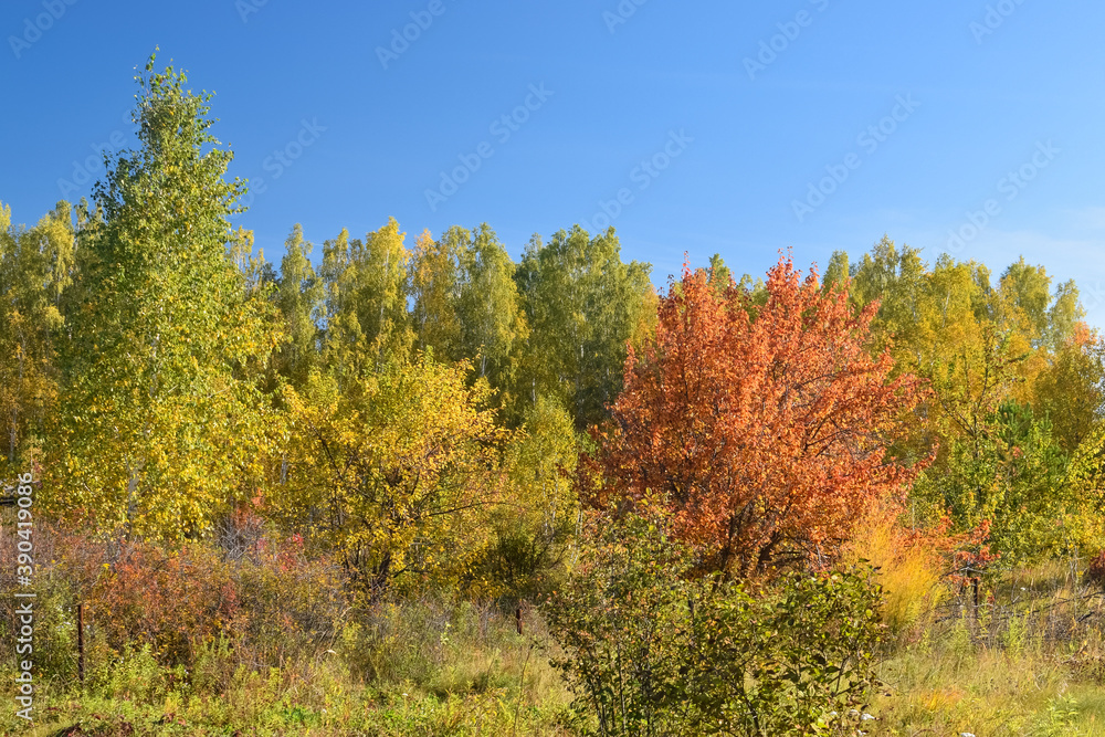 Autumn forest with red leaves and clear sky