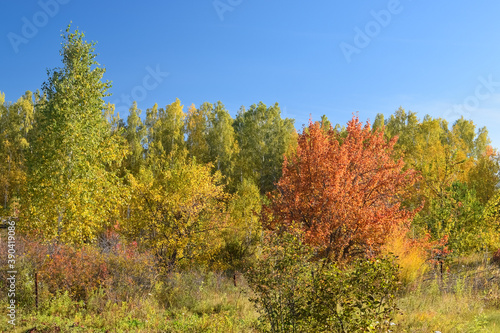 Autumn forest with red leaves and clear sky