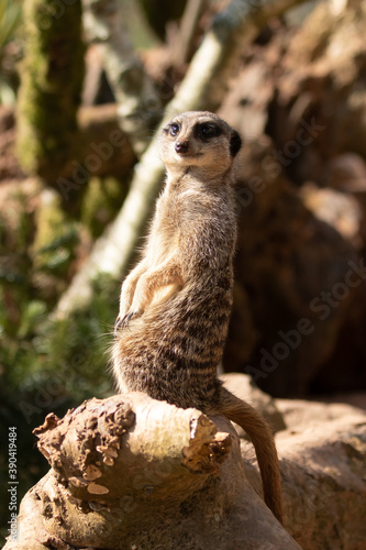 Alert lookout Meerkat, Suricata suricatta, sitting upright on tree trunk in morning sunshine