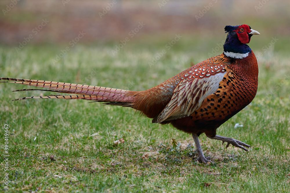 Fototapeta premium Ring-Neck Pheasant, Nova Scotia, Canada