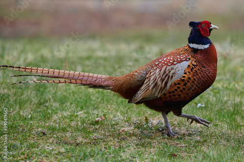 Ring-Neck Pheasant, Nova Scotia, Canada