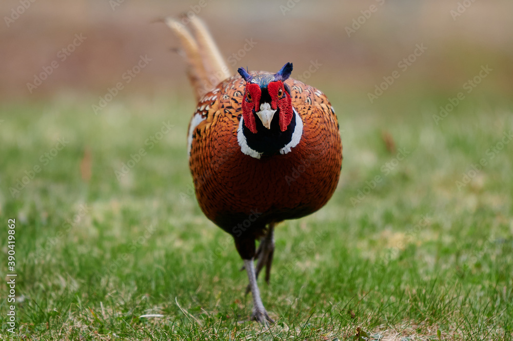 Fototapeta premium Ring-Neck Pheasant, Nova Scotia, Canada