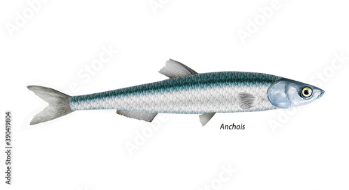 poisson, anchois, isolé, aliment, frais, comestible blanc, fruits de mer, cuisiner, pêche, mer, brut, animal, sain, ailette, maquereau, argent, attraper, nature, fraîcheur, eau , basse, basse, queu