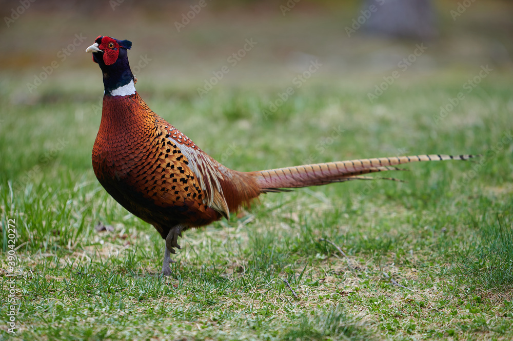 Fototapeta premium Ring-Neck Pheasant, Nova Scotia, Canada