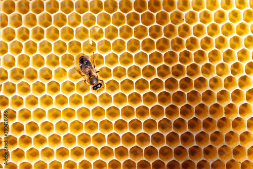 View of worker bees on the honeycomb close-up. Copy space