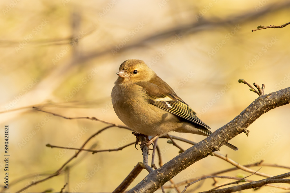 Cheerful Female Chaffinch, Fringilla coelebs, perched on a branch Cheerful Female Chaffinch, Fringilla coelebs, perched on a branch