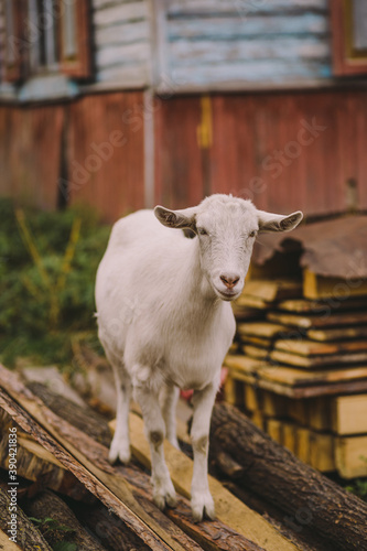 Vertical portrait of cute white healthy domestic goat standing alone in countryside rural background.