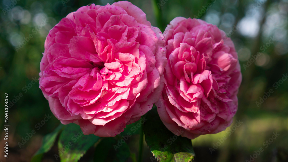 Two pink roses in the garden.