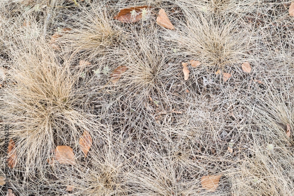 Texture of autumn dry grass, top view, close-up Texture of autumn dry grass, top view, close-up