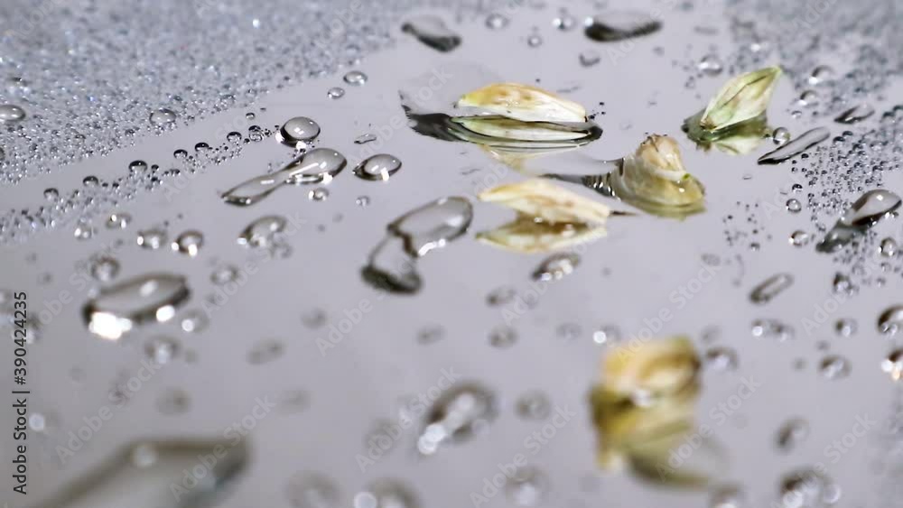 Dry wheat seeds in water drops rotating macro Dry wheat seeds in water drops rotating macro