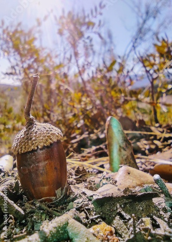 acorn on the ground