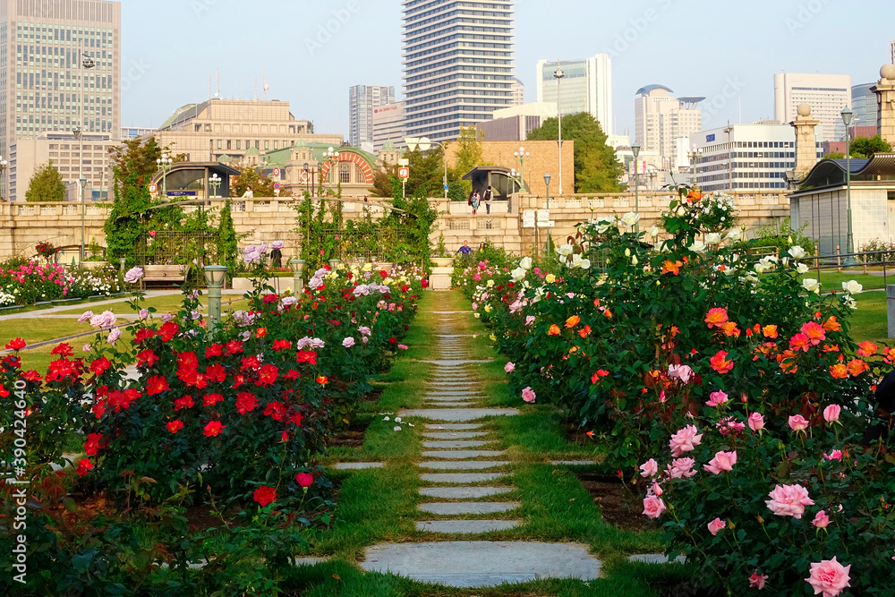 Fototapeta premium 中之島公園バラ園