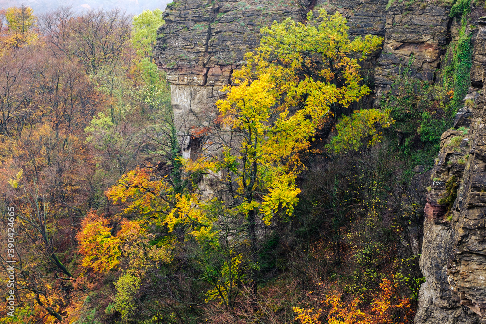 Herbstlaub am Fels