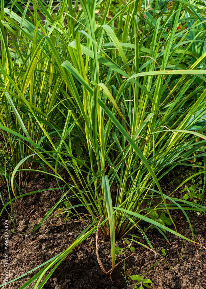 Obraz premium Close up of Lemongrass growing (Cymbopogon citratus) 