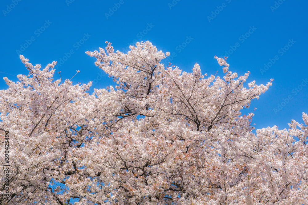 Japan cherry blossom season.White cherry blossoms are blooming.Travel in Japan.