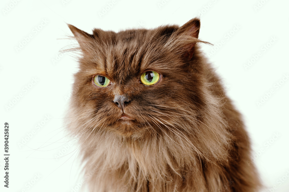 Brown Persian cat with a grim look in front of a white background.