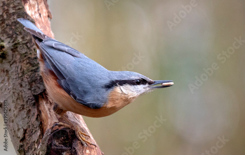 Eurasian Nuthatch, Sitta europaea